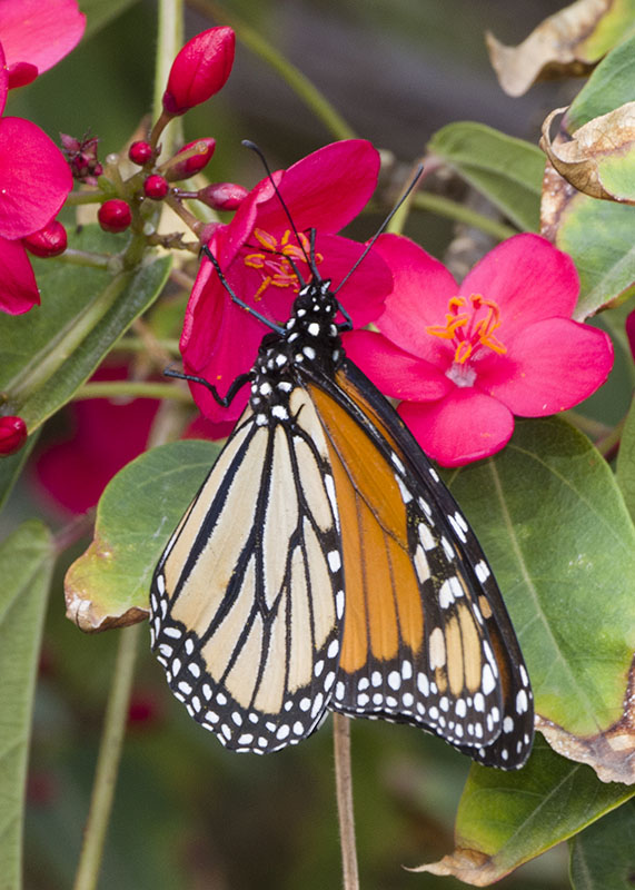 Danaus plexippus - Nymphalidae